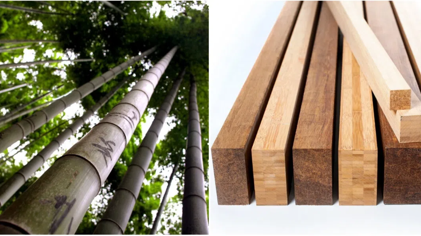 Tiềm năng của tre và gỗ trong ngành xây dựng - Cuộc phỏng vấn với Pablo van der Lugt